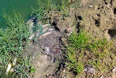 В водоеме возле деревни Боровая Буда Кормянского района погибли караси: выясняем причины